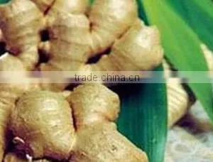 Vietnam Fresh Ginger thumbnail-1