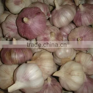Red Garlic 2013 thumbnail-1