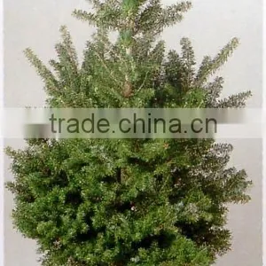 Abies Koreana Plant thumbnail-1
