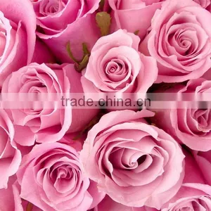Fresh Cut Rose Flower thumbnail-6