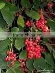 Schisandra Chinensis P.E thumbnail-1