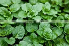 HIGH QUALITY PURE MENTHA CITRATA OIL thumbnail-6