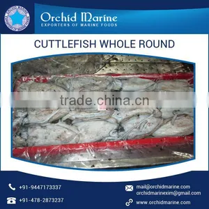 Hygienically Packed Cuttlefish Whole Round With No Added Preservatives thumbnail-3