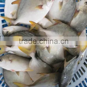 Land Frozen Golden Pomfret thumbnail-1