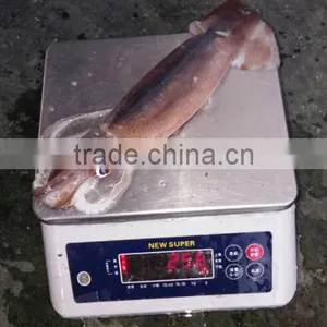 Frozen Illex Argentinus Squid thumbnail-1
