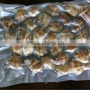 2016 New Season Frozen Vacuum Packed Short Necked Clam thumbnail-2