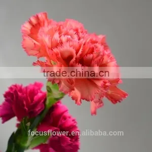 Unique Fresh Cut Flowers Colombia Carnations Wholesale for Parties thumbnail-4