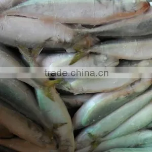 High Quality WR Frozen Pacific Mackerel Fish 160-200g thumbnail-6