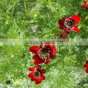 Summer Adonis , Adonis,flower Seed thumbnail-4