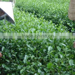 Black Tea Gift Box 400gr thumbnail-4