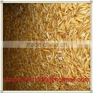 Dried Mealworms Good for Birds/dried Mealworms Good for Birds/dried Mealworms thumbnail-2