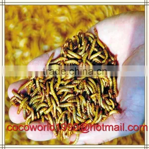 Super Meal Worms/gut Loading Mealworms/how to Keep Mealworms thumbnail-4