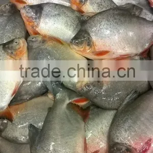 FROZEN BLACK POMFRET WHOLE ROUND thumbnail-1