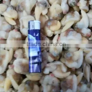 Frozen Boiled Surf Clam Meat With Stomach Removed thumbnail-6