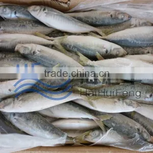 2016 Frozen Fish Horse Mackerel in Good Price thumbnail-1