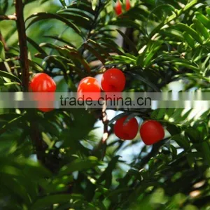 Taxus Bacatta Tree Seedling thumbnail-1
