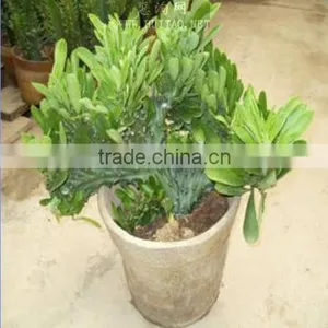 Euphorbia Neriifolia L. Var. Cristata Bonsai, Pot Plant, Succulent Plant thumbnail-4