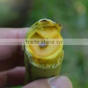 Cassia Fistula thumbnail-6