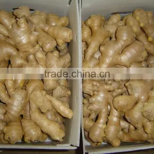 Fresh Ginger thumbnail-5