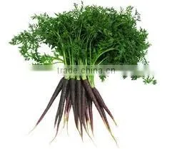 Black Carrot Extract thumbnail-1
