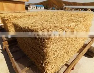 Panax Ginseng Powder thumbnail-4