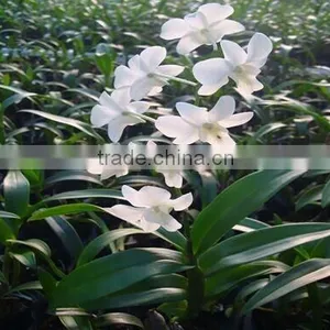 Dendrobium Hybrids Fresh Dendrobium thumbnail-1