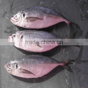 Canned Fish Japanese Jack Mackerel Horse Mackerel Fish for Sale thumbnail-1