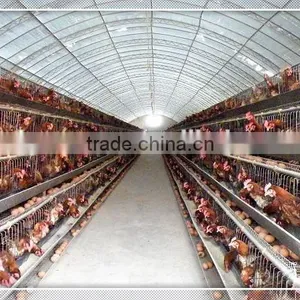 Easy Assembled Comericial Poultry Breeding Greenhouse thumbnail-2