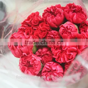 Good Petals Red Carnation Flower to Workmates thumbnail-4