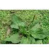 Plantago Seed Extract 4:1 thumbnail-1