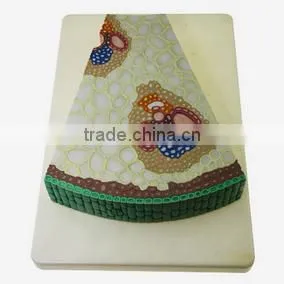 Monocot Leaf Section Model thumbnail-1
