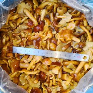 Nameko in Brine B Grade thumbnail-2