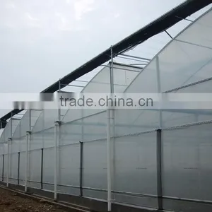 Cut Flower Greenhouse For Middle East thumbnail-2