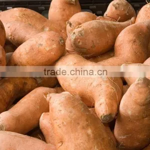 Fresh Sweet Potatoes thumbnail-1