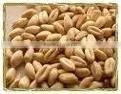 Wheat thumbnail-1