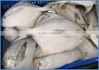 Silver Pompfret thumbnail-1