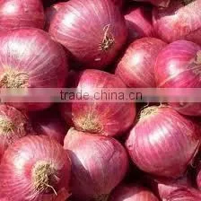 Egyptian Onion thumbnail-1