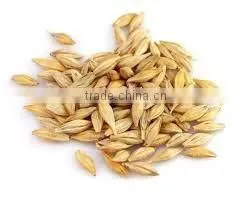Barley Seeds thumbnail-3