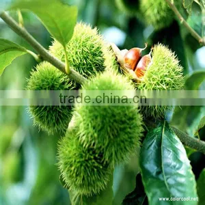 Fresh Chestnut Without Shell thumbnail-1