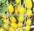 Hybrid Small Yellow Tomato Seeds for Sale-Yellow Angel thumbnail-2