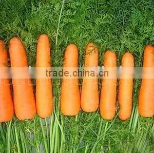 Fresh Carrots thumbnail-1