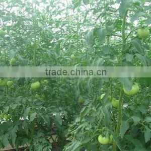 Polycarbonate Sheet Greenhouse-3 thumbnail-4