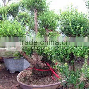 Syzygium Buxifolium for Cold Climate thumbnail-1