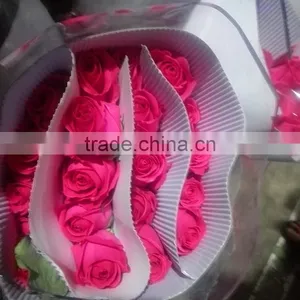 Rose-wholesale Wedding Decorations Wholesale China Fresh Cut Pink Rose Flowers Rose for Sale thumbnail-4