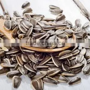 New Crop 2015 Chinese Sunflower Seed thumbnail-1