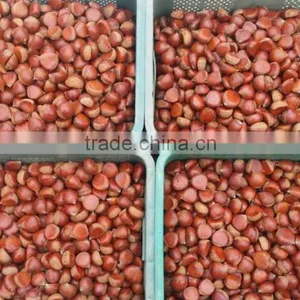 2015 New Crop Chinese Fresh Chestnut Price thumbnail-1