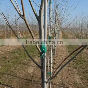 Fiberglass Stake With Paint Surface thumbnail-2