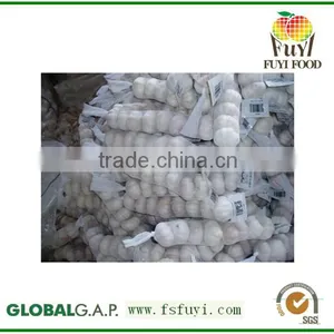 Fresh White Garlic thumbnail-1