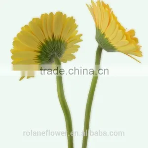 The Neatest Rate Cute Artificial Trumpet Flower Flower Flowers Flower Boxes With 70-80cm Long From Yunnan, China thumbnail-3