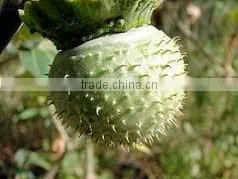 DATURA SEEDS thumbnail-1